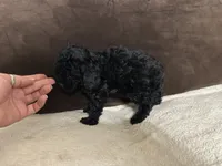 Batman, a male Poodle - Toy  for sale in Fort Worth, TX – 2 of 3