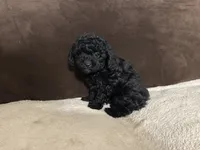 Batman (AKC), a male Poodle - Toy  for sale in Fort Worth, TX – 1 of 4