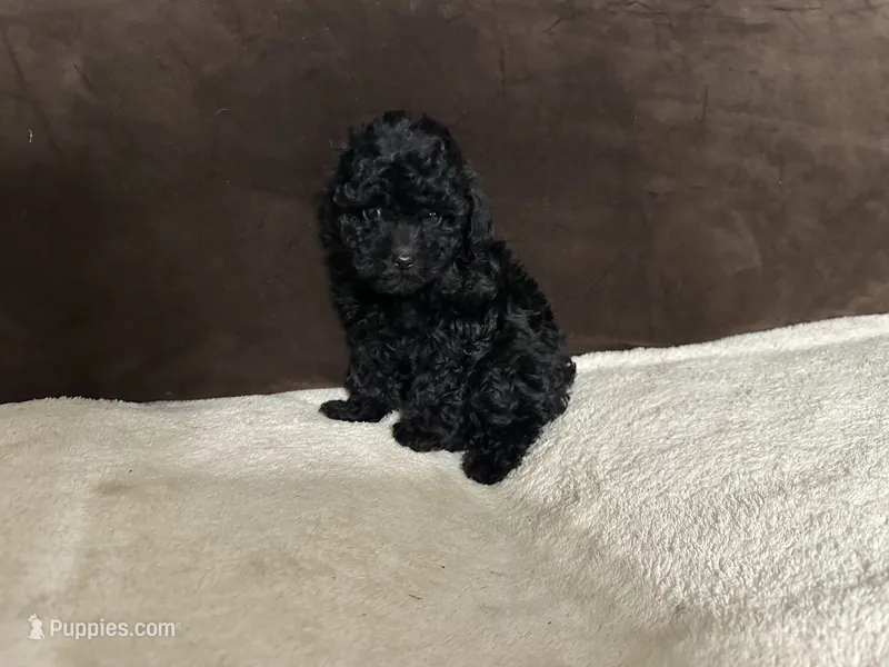 Pixie (AKC) – Poodle - Toy  puppy for sale in Fort Worth, TX