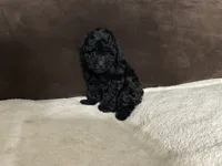 Pixie (AKC), a female Poodle - Toy  for sale in Fort Worth, TX – 1 of 4