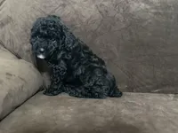 Panda, a male Poodle - Toy  for sale in Dallas, TX – Photo 2 of 3