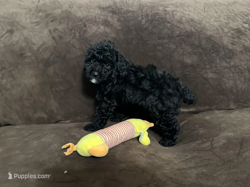 Panda – Poodle - Toy  puppy for sale in Dallas, TX