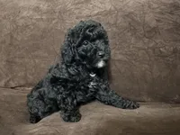 Panda, a male Poodle - Toy  for sale in Dallas, TX – Photo 3 of 3