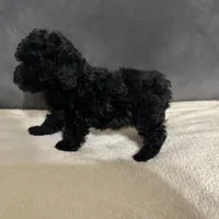 Raven, a female Poodle - Toy  for sale in Dallas, TX – Photo 3 of 4