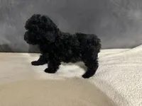 Raven, a female Poodle - Toy  for sale in Dallas, TX – Photo 3 of 4