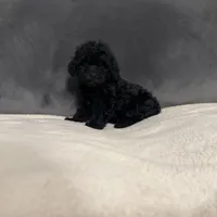 Raven, a female Poodle - Toy  for sale in Dallas, TX – Photo 1 of 4