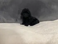 Raven, a female Poodle - Toy  for sale in Dallas, TX – Photo 1 of 4