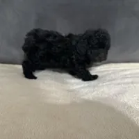 Raven, a female Poodle - Toy  for sale in Dallas, TX – Photo 2 of 4