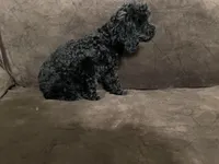 Raven updated pictures, a female Poodle - Toy  for sale in Dallas, TX – Photo 3 of 4
