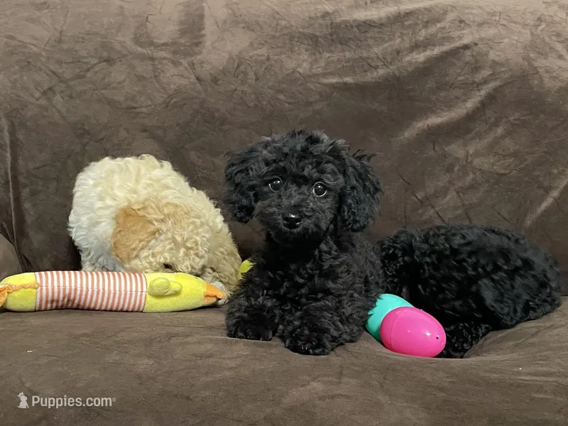 Raven updated pictures – Poodle - Toy  puppy for sale in Dallas, TX