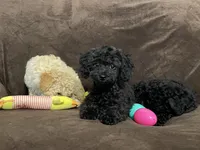 Raven updated pictures, a female Poodle - Toy  for sale in Dallas, TX – Photo 1 of 4