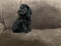 Raven updated pictures, a female Poodle - Toy  for sale in Dallas, TX – Photo 4 of 4