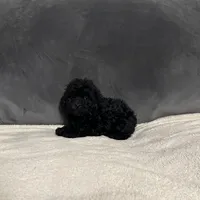 Raven, a female Poodle - Toy  for sale in Dallas, TX – Photo 4 of 4