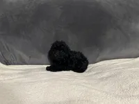 Raven, a female Poodle - Toy  for sale in Dallas, TX – Photo 4 of 4