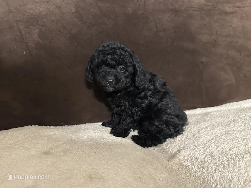 Batman – Poodle - Toy  puppy for sale in Fort Worth, TX