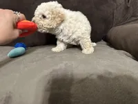 Tarzan, a male Poodle - Toy  for sale in Fort Worth, TX – 1 of 4