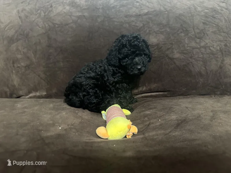 Onyx – Poodle - Toy  puppy for sale in Dallas, TX