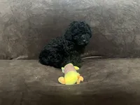 Onyx, a male Poodle - Toy  for sale in Dallas, TX – Photo 1 of 3