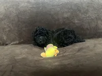 Onyx, a male Poodle - Toy  for sale in Dallas, TX – Photo 3 of 3