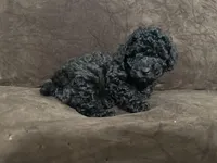 Onyx, a male Poodle - Toy  for sale in Dallas, TX – Photo 2 of 3