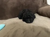 Shadow, a male Poodle - Toy  for sale in Fort Worth, TX – 3 of 4