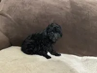 Pixie (AKC), a female Poodle - Toy  for sale in Fort Worth, TX – 2 of 4