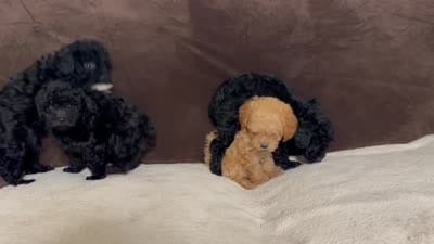 Pixie (AKC), a female Poodle - Toy  for sale in Fort Worth, TX – 4 of 4
