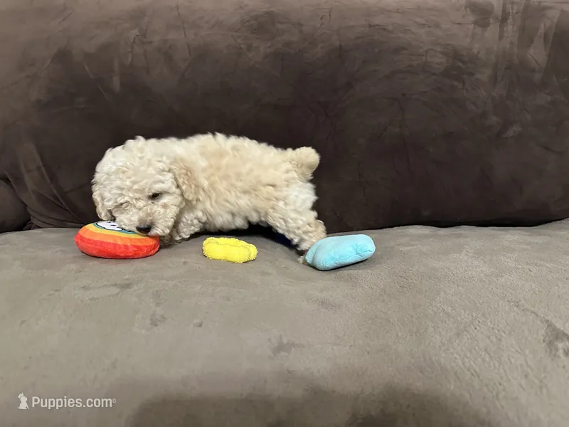 Tarzan – Poodle - Toy  puppy for sale in Fort Worth, TX