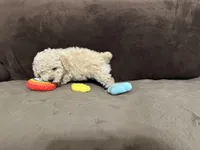 Tarzan, a male Poodle - Toy  for sale in Fort Worth, TX – 3 of 4
