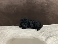 Batman (AKC), a male Poodle - Toy  for sale in Fort Worth, TX – 3 of 4