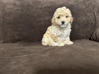 Lily, a female Poodle - Toy  for sale in Dallas, TX – Photo 3 of 3