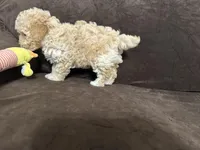 Lily, a female Poodle - Toy  for sale in Dallas, TX – Photo 2 of 3