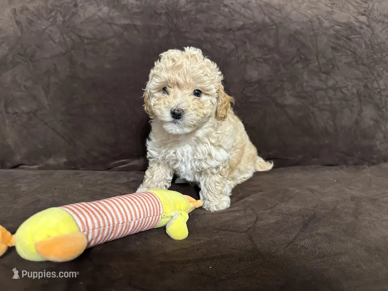 Lily – Poodle - Toy  puppy for sale in Dallas, TX