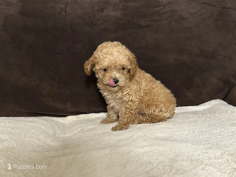 Bunny (AKC) – Poodle - Toy  puppy for sale in Fort Worth, TX