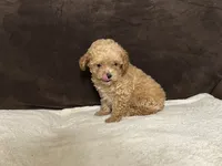 Bunny (AKC), a male Poodle - Toy  for sale in Fort Worth, TX – 1 of 4