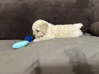 Tarzan, a male Poodle - Toy  for sale in Fort Worth, TX – 2 of 4
