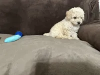 Tarzan, a male Poodle - Toy  for sale in Fort Worth, TX – 4 of 4