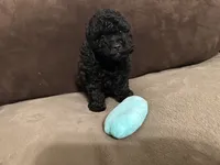 Shadow, a male Poodle - Toy  for sale in Fort Worth, TX – 2 of 4