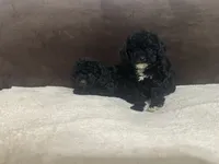 Mitten (AKC), a female Poodle - Toy  for sale in Fort Worth, TX – 3 of 4