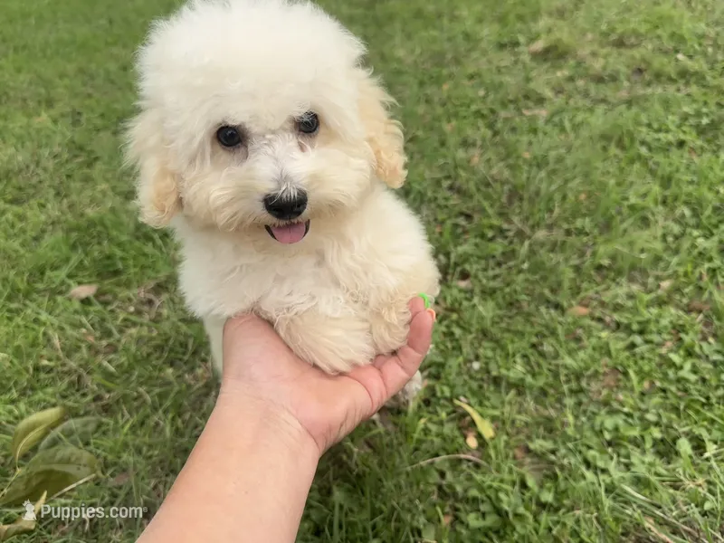Tarzan – Poodle - Toy  puppy for sale in Fort Worth, TX