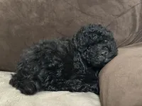 Shadow, a male Poodle - Toy  for sale in Fort Worth, TX – 4 of 4
