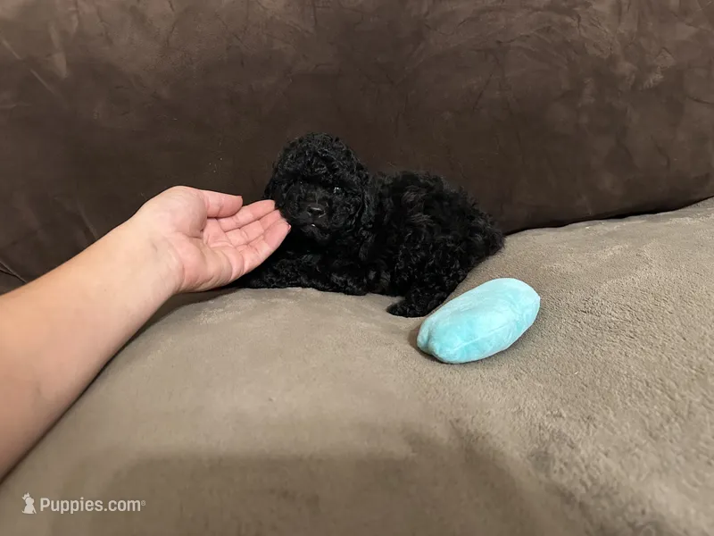 Shadow – Poodle - Toy  puppy for sale in Fort Worth, TX