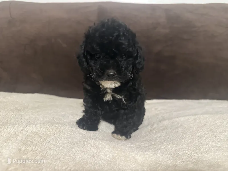 Mitten (AKC) – Poodle - Toy  puppy for sale in Fort Worth, TX