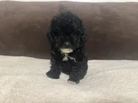 Mitten (AKC), a female Poodle - Toy  for sale in Fort Worth, TX – 1 of 4