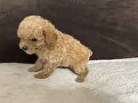 Bunny (AKC), a male Poodle - Toy  for sale in Fort Worth, TX – 2 of 4