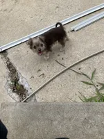 Little girl aka dora, a female Chihuahua for sale in Trevose, PA – 3 of 3