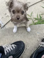 Little girl aka dora, a female Chihuahua for sale in Trevose, PA – 2 of 3