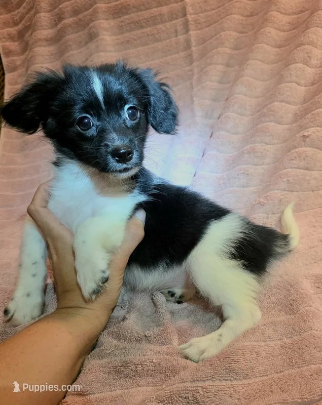 Tina – Chiweenie puppy for sale in Mcdonough, GA