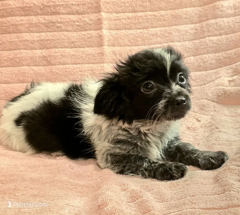 Teca – Chiweenie puppy for sale in Mcdonough, GA