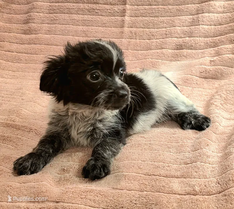 Greta – Dachshund puppy for sale in Mcdonough, GA